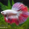 Halfmoon Kampffisch Multi Color NZ, Männchen, Betta Splendens -Interaquaristik Verkäufe Betta splendens Half Moon Multicolor 2 18