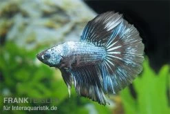 Halfmoon Kampffisch Multi Color NZ, Männchen, Betta Splendens -Interaquaristik Verkäufe Betta splendens Half Moon Multicolor 3