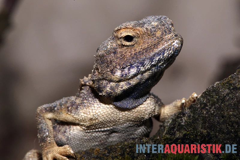 Blasse Wüstenagame, Trapelus pallidus Blasse Wüstenagame, Trapelus Pallidus -Interaquaristik Verkäufe Blasse Wuestenagame Trapelus pallidus 1