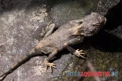 Blasse Wüstenagame, Trapelus Pallidus 4 Blasse Wüstenagame, Trapelus Pallidus -Interaquaristik Verkäufe Blasse Wuestenagame Trapelus pallidus 3