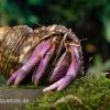 Lila-Landeinsiedlerkrebs, Coenobita Lila (Blue Berry) -Interaquaristik Verkäufe Blaubeer Einsiedlerkrebs Coenobita lila 1