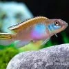Blauer Kongocichlide, Nanochromis Parilus 2 Blauer Kongocichlide, Nanochromis Parilus -Interaquaristik Verkäufe Blauer Kongocichlide Nanochromis parilus 1 Paar 3