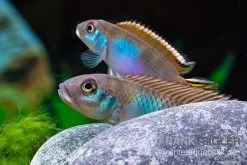 Blauer Kongocichlide, Nanochromis Parilus -Interaquaristik Verkäufe Blauer Kongocichlide Nanochromis parilus 1 Paar 5
