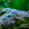 Blauer Rotscherenkrebs, Cherax Quadricarinatus -Interaquaristik Verkäufe Blauer Rotscherenkrebs Cherax quadricarinatus neu 1