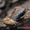 Blaukehl-Agame, Trapelus Savignii 2 Blaukehl-Agame, Trapelus Savignii -Interaquaristik Verkäufe Blaukehl Agame Trapelus savignii 1