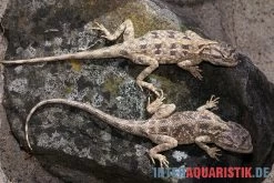 Blaukehl-Agame, Trapelus Savignii -Interaquaristik Verkäufe Blaukehl Agame Trapelus savignii 3