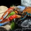 "Blue Claw" Tigerkrebs, Cherax Peknyi Var. "Blue Claw" -Interaquaristik Verkäufe Blue Claw Tigerkrebs Cherax peknyi var Blue Claw neu 1
