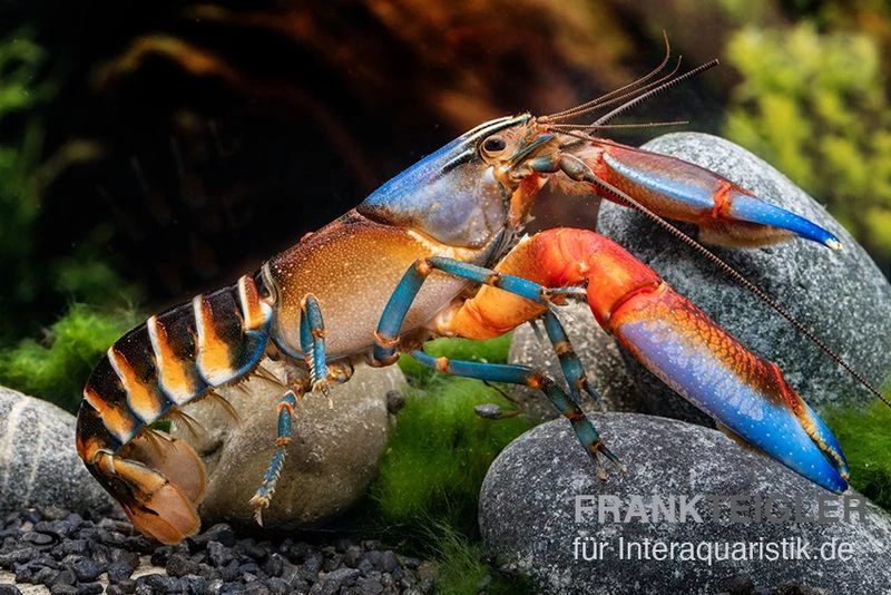 "Blue Claw" Tigerkrebs, Cherax peknyi var. "Blue Claw" "Blue Claw" Tigerkrebs, Cherax Peknyi Var. "Blue Claw" -Interaquaristik Verkäufe Blue Claw Tigerkrebs Cherax peknyi var Blue Claw neu 2