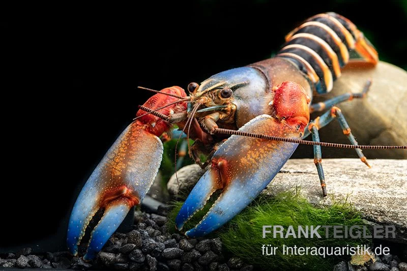 "Blue Claw" Tigerkrebs, Cherax peknyi var. "Blue Claw" "Blue Claw" Tigerkrebs, Cherax Peknyi Var. "Blue Claw" -Interaquaristik Verkäufe Blue Claw Tigerkrebs Cherax peknyi var Blue Claw neu