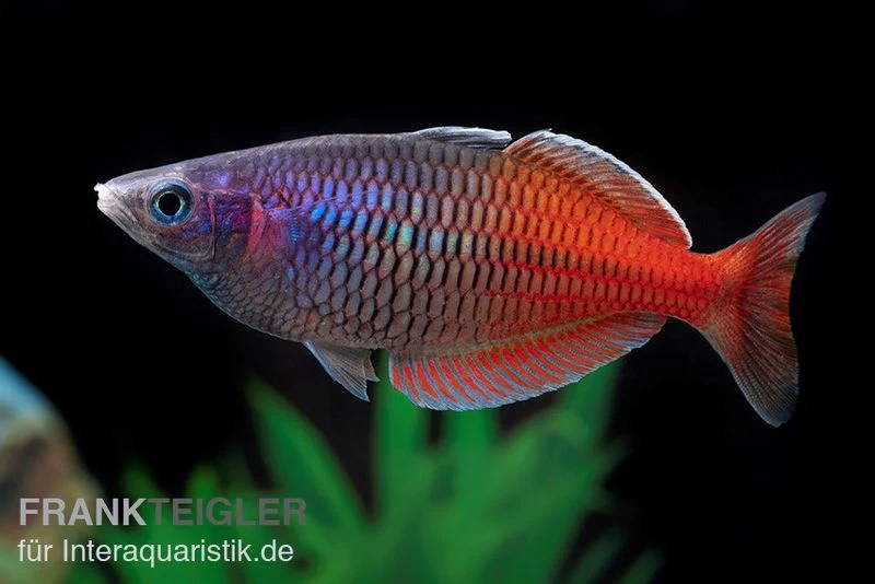 Boesemans Regenbogenfisch rot, Melanotaenia boesemani RED, DNZ Boesemans Regenbogenfisch Rot, Melanotaenia Boesemani RED, DNZ -Interaquaristik Verkäufe Boesemans Regenbogenfisch RED Melanotaenia boesema 1