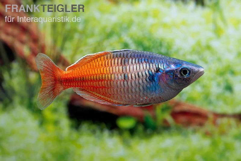 Boesemans Regenbogenfisch rot, Melanotaenia boesemani RED, DNZ Boesemans Regenbogenfisch Rot, Melanotaenia Boesemani RED, DNZ -Interaquaristik Verkäufe Boesemans Regenbogenfisch RED Melanotaenia boesema 4