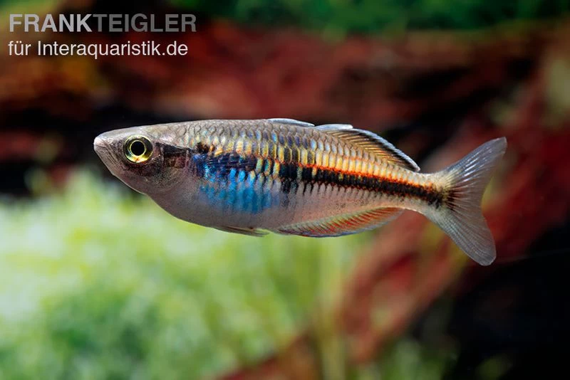 Boesemans Regenbogenfisch rot, Melanotaenia boesemani RED, DNZ Boesemans Regenbogenfisch Rot, Melanotaenia Boesemani RED, DNZ -Interaquaristik Verkäufe Boesmans Regenbogenfisch rot 3