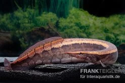 Borneo-Stachelaal, Macrognathus Cf. Tapirus