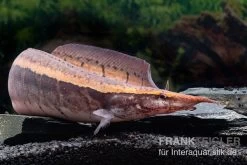Borneo-Stachelaal, Macrognathus Cf. Tapirus -Interaquaristik Verkäufe Borneo Stacheaal Macrognathus cf tapirus 14