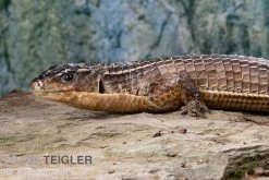 Braune Schildechse, Gerrhosaurus Major -Interaquaristik Verkäufe Braune Schildechse Gerrhosaurus major 1