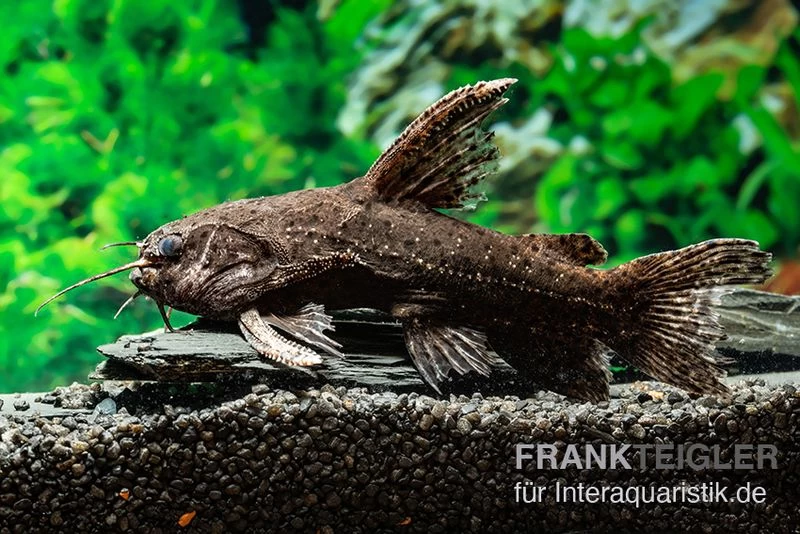 Brauner Jaguarwels, Liosomadoras morrowi Brauner Jaguarwels, Liosomadoras Morrowi -Interaquaristik Verkäufe Brauner Jaguarwels Liosomadoras morrowi 1