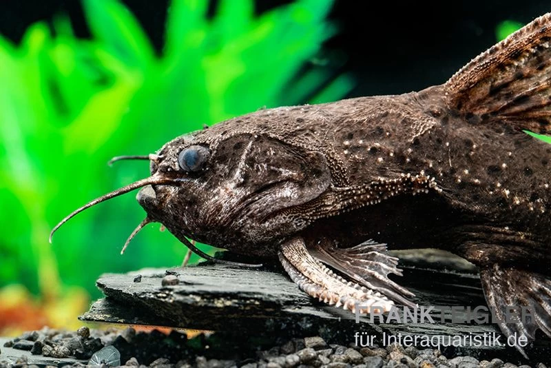 Brauner Jaguarwels, Liosomadoras morrowi Brauner Jaguarwels, Liosomadoras Morrowi -Interaquaristik Verkäufe Brauner Jaguarwels Liosomadoras morrowi 2