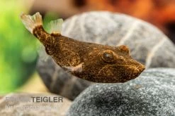 Brauner Kugelfisch, Tetraodon Miurus -Interaquaristik Verkäufe Brauner Kugelfisch Tetraodon miurus 2
