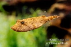 Brauner Kugelfisch, Tetraodon Miurus -Interaquaristik Verkäufe Brauner Kugelfisch Tetraodon miurus 3