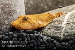 Brauner Kugelfisch, Tetraodon Miurus -Interaquaristik Verkäufe Brauner Kugelfisch Tetraodon miurus 5