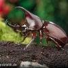 Brauner Nashornkäfer, Xylotrupes Gideon -Interaquaristik Verkäufe Brauner Nashornkaefer Xylotrupes gideon 1