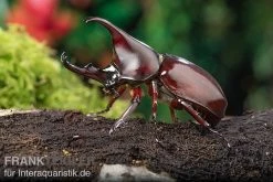 Brauner Nashornkäfer, Xylotrupes Gideon