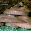 Breitkopf-Schwimmwühle, Typhlonectes Natans -Interaquaristik Verkäufe Breitkopf Schwimmwuehle Typhlonectes natans 1