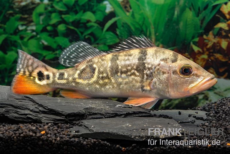 Brokopondo Peacock Bass, Cichla cf. ocellaris ‘brokopondo’ Brokopondo Peacock Bass, Cichla Cf. Ocellaris ‘brokopondo’ -Interaquaristik Verkäufe Brokopondo Peacock Bass Cichla cf ocellaris brokopondo 1