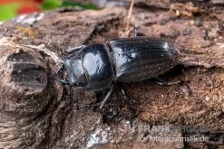 Bucephalus-Hirschkäfer, Dorcus Bucephalus -Interaquaristik Verkäufe Bucephalus Hirschkaefer Dorcus bucephalus 2