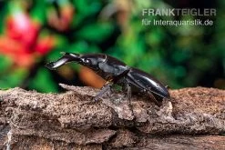 Bucephalus-Hirschkäfer, Dorcus Bucephalus -Interaquaristik Verkäufe Bucephalus Hirschkaefer Dorcus bucephalus 4