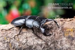 Bucephalus-Hirschkäfer, Dorcus Bucephalus -Interaquaristik Verkäufe Bucephalus Hirschkaefer Dorcus bucephalus 7