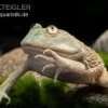 Budgett`s-Frosch, Lepidobatrachus Laevis -Interaquaristik Verkäufe Budgetts Frosch Lepidobatrachus laevis 1