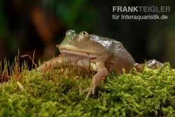 Budgett`s-Frosch, Lepidobatrachus Laevis -Interaquaristik Verkäufe Budgetts Frosch Lepidobatrachus laevis 3