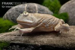 Budgett`s-Frosch, Lepidobatrachus Laevis -Interaquaristik Verkäufe Budgetts Frosch Lepidobatrachus laevis 4