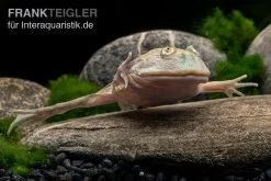 Budgett`s-Frosch, Lepidobatrachus Laevis -Interaquaristik Verkäufe Budgetts Frosch Lepidobatrachus laevis 5