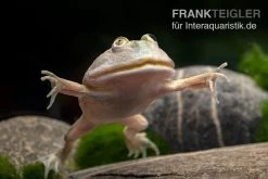 Budgett`s-Frosch, Lepidobatrachus Laevis -Interaquaristik Verkäufe Budgetts Frosch Lepidobatrachus laevis 6