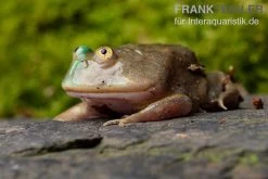 Budgett`s-Frosch, Lepidobatrachus Laevis -Interaquaristik Verkäufe Budgetts Frosch Lepidobatrachus laevis 7