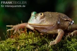 Budgett`s-Frosch, Lepidobatrachus Laevis -Interaquaristik Verkäufe Budgetts Frosch Lepidobatrachus laevis 9