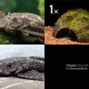 Bundle: 2x Antennenwels M (Ancistrus Sp.) + Kokosnusshöhle Bepflanzt -Interaquaristik Verkäufe Bundle Antennenwels Kokosnuss
