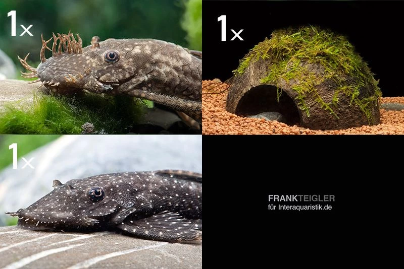 Bundle: 2x Antennenwels M (Ancistrus sp.) + Kokosnusshöhle bepflanzt Bundle: 2x Antennenwels M (Ancistrus Sp.) + Kokosnusshöhle Bepflanzt -Interaquaristik Verkäufe Bundle Antennenwels Kokosnuss