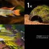 Bundle: 2x Zwergbuntbarsch, Apistogramma Cacad.. + Kokosnusshöhle Bepflanzt -Interaquaristik Verkäufe Bundle Apistogramma Kokosnuss