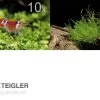 Bundle Scaper Truppe: 10 X Crystal Red Garnele + Mangrovenwurzel Mit Moos -Interaquaristik Verkäufe Bundle Scaper Truppe 10 x Crystal Red Garnele Mangrovenwurzel mit Moos
