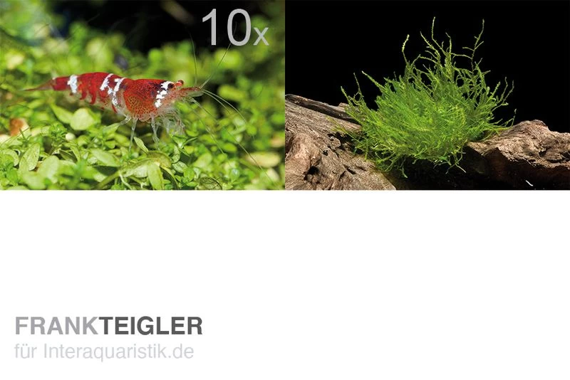 Bundle Scaper Truppe: 10 x Crystal Red Garnele + Mangrovenwurzel mit Moos Bundle Scaper Truppe: 10 X Crystal Red Garnele + Mangrovenwurzel Mit Moos -Interaquaristik Verkäufe Bundle Scaper Truppe 10 x Crystal Red Garnele Mangrovenwurzel mit Moos