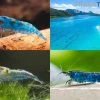 Bundle: Zwerggarnelen-Set "Blaue Lagune", 5 X Blue Jelly + 5 X Blue Dream + 5 X Blue Diamond Garnelen -Interaquaristik Verkäufe Bundle Zwerggarnelen Set Blaue Lagune 5 x Blue Jelly 5 x Blue Dream 5 x Blue Diamond Garnelen