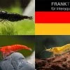 Bundle: Zwerggarnelen-Set "Deutschland", 5 X Chocolate + 5 X Sakura Red X 5 X Yellow Fire Garnelen -Interaquaristik Verkäufe Bundle Zwerggarnelen Set Deutschland 5 x Chocolate 5 x Sakura Red x 5 x Yellow Fire Garnelen