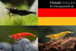 Bundle: Zwerggarnelen-Set "Deutschland", 5 X Chocolate + 5 X Sakura Red X 5 X Yellow Fire Garnelen