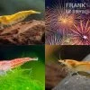 Bundle: Zwerggarnelen-Set "Feuerwerk", 5 X Yellow Fire + 5 X Red Fire + 5 X Orange Fire Garnelen -Interaquaristik Verkäufe Bundle Zwerggarnelen Set Feuerwerk 5 x Yellow Fire 5 x Red Fire 5 x Orange Fire