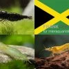 Bundle: Zwerggarnelen-Set "Jamaica", 5 X Chocolate + 5 X Grüne + 5 X Yellow Fire Garnelen -Interaquaristik Verkäufe Bundle Zwerggarnelen Set Jamaica 5 x Chocolate 5 x Gruene 5 x Yellow Fire Garnelen