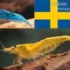 Bundle: Zwerggarnelen-Set "Schweden", 10 X Blue Dream + 10 X Yellow Fire Garnelen -Interaquaristik Verkäufe Bundle Zwerggarnelen Set Schweden 10 x Blue Dream 10 x Yellow Fire Garnelen