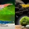 Bundle Bunte Truppe: 10 X Neocaridina Im Farbmix + Javamoos -Interaquaristik Verkäufe Bunte Truppe 10 x Neocaridina im Farbmix Mooskugel
